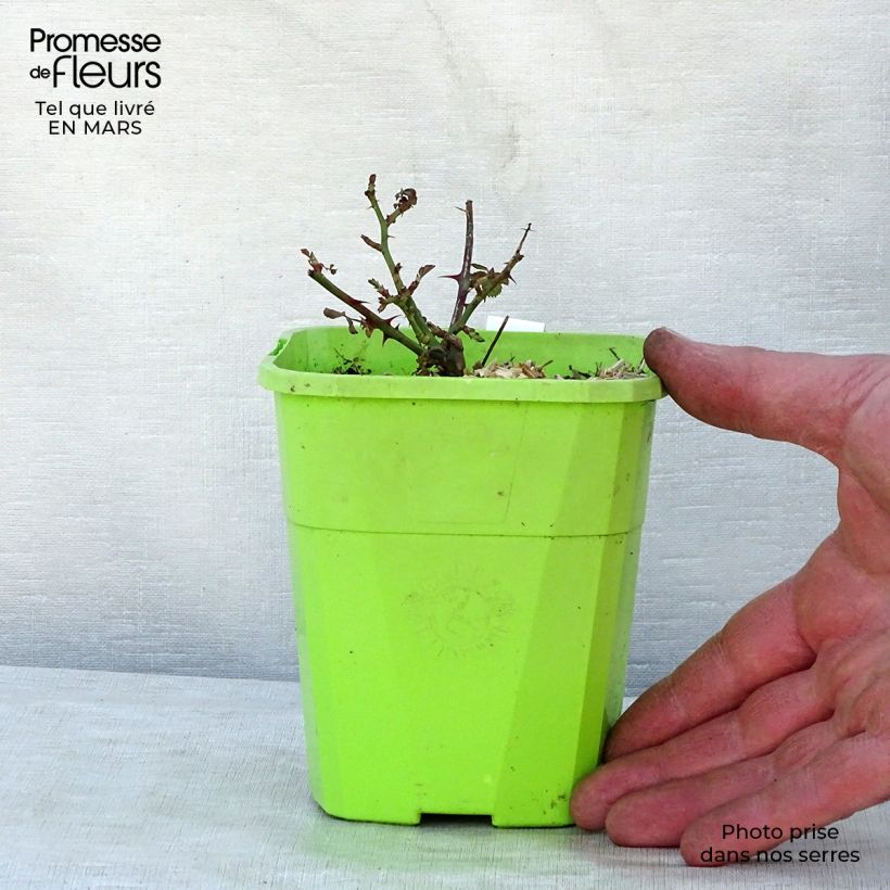 Example of Rosier couvre-sol Black Forest Rose Pot de 1,5L/2L as you get in printemps