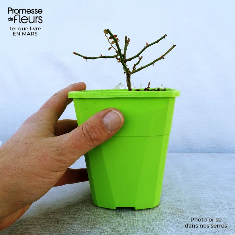 Example of Rosier Rigo Innocencia Pot de 3L/4L as you get in printemps