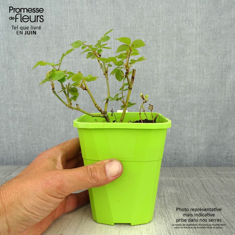 Example of Rosier Rigo Rosen Caracho Pot de 3L/4L as you get in printemps