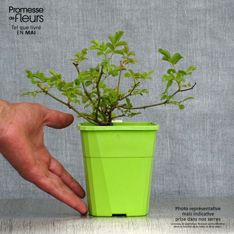 Example of Rosier Rigo Rosen Hotline Pot de 3L/4L as you get in printemps