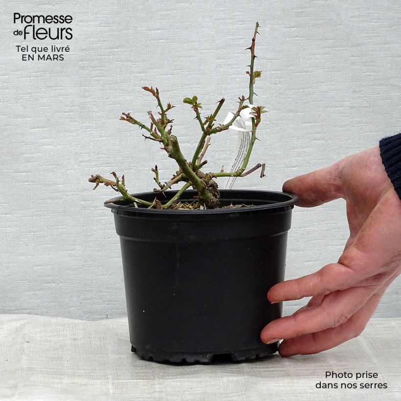 Example of Rosier Rigo Solero  Pot de 3L/4L as you get in printemps