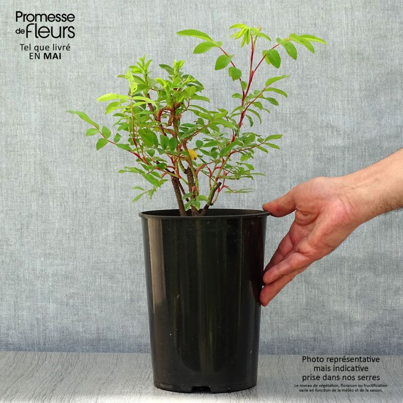 Example of Rosier Rugosa Thérèse Bugnet  Pot de 4L/5L, Qualité 2 branches as you get in printemps