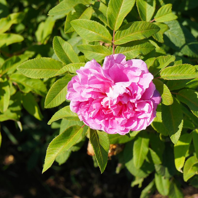 Rosier Rugosa Thérèse Bugnet  (Flowering)
