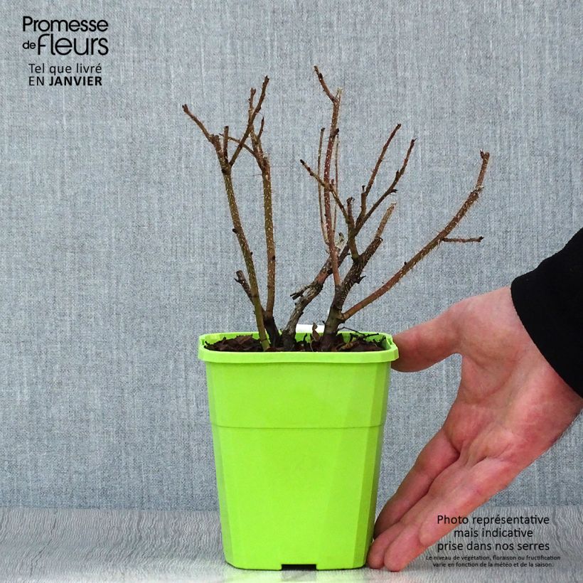 Example of Rosier Savoranova Smart Pot de 1,5L/2L as you get in hiver