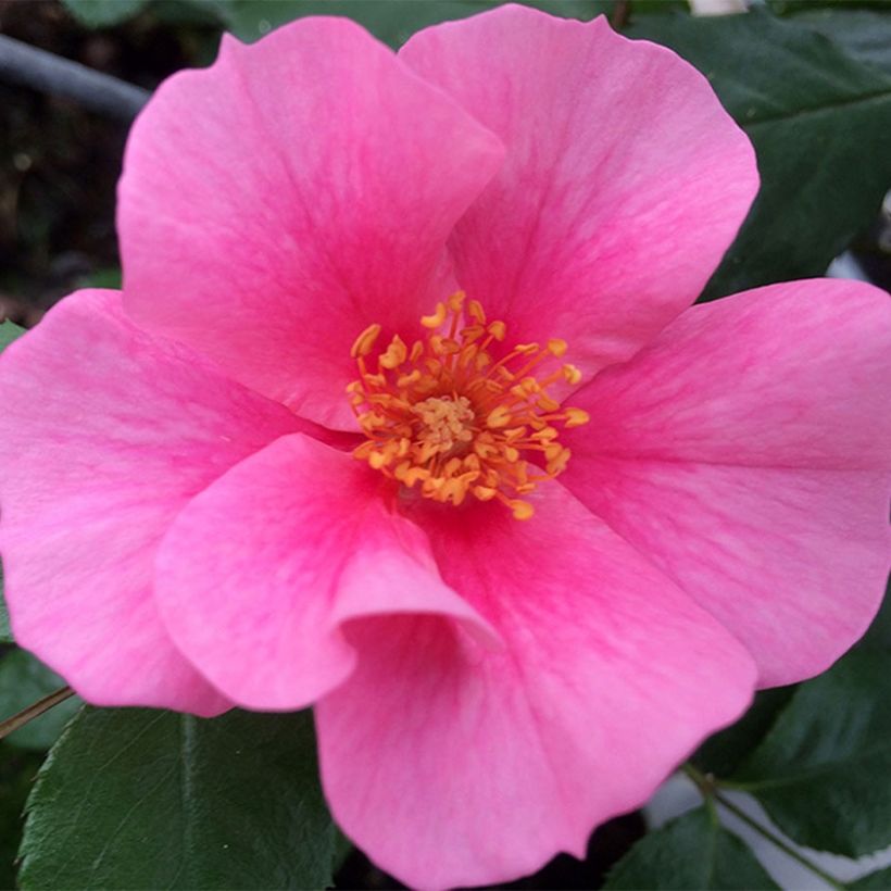 Rosier See You In Pink (Flowering)