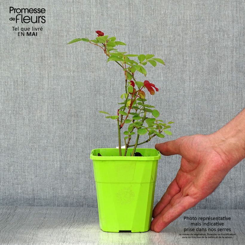 Example of Rosier See You In Pink Pot de 3L/4L as you get in printemps