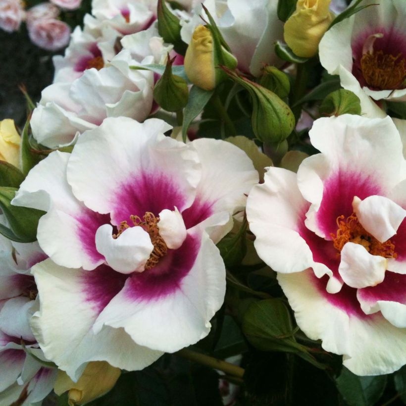 Rosier See You In Purple (Flowering)