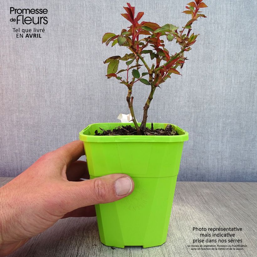 Example of Rosier See You In Red Pot de 1,5L/2L as you get in printemps