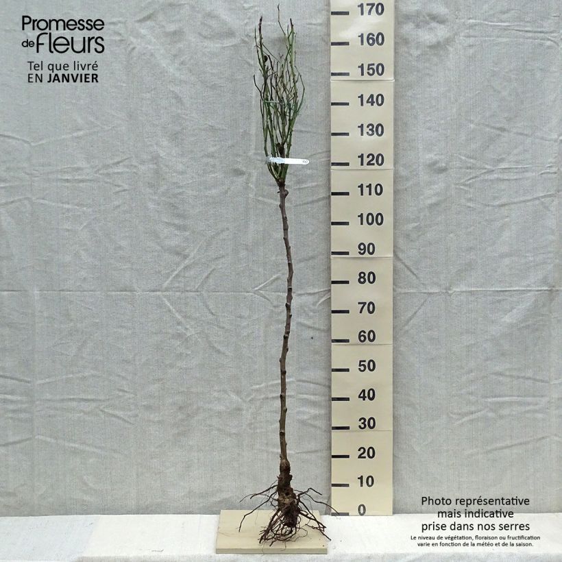 Spécimen de Rosier Tige David Austin Claire Austin Racines nues, Tige, Tige de 120/150 tel que livré en hiver