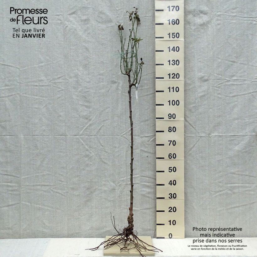 Example of Rosier Tige David Austin Gertrude Jekyll  Racines nues, Tige, Tige de 70/90 as you get in hiver