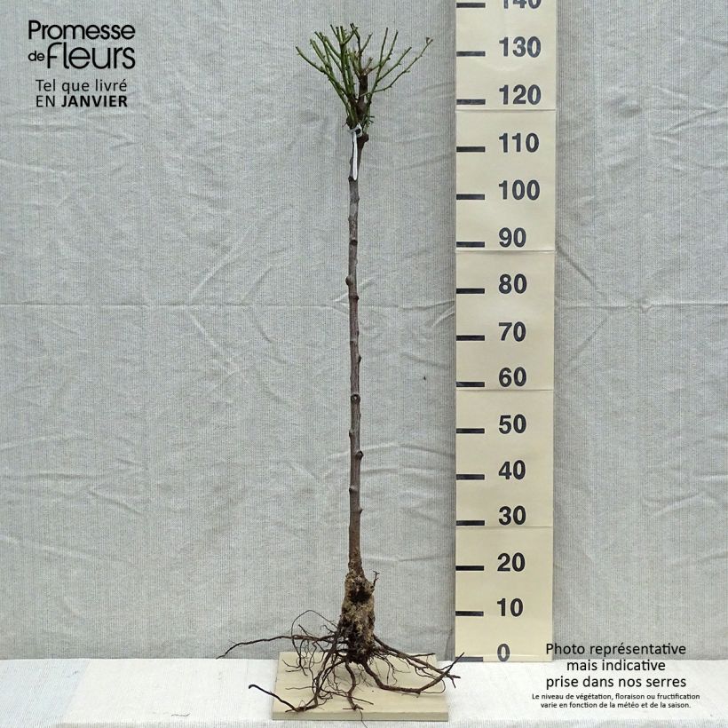 Example of Rosier Tige David Austin Olivia Rose Austin Racines nues, Tige, Tige de 70/90 as you get in hiver