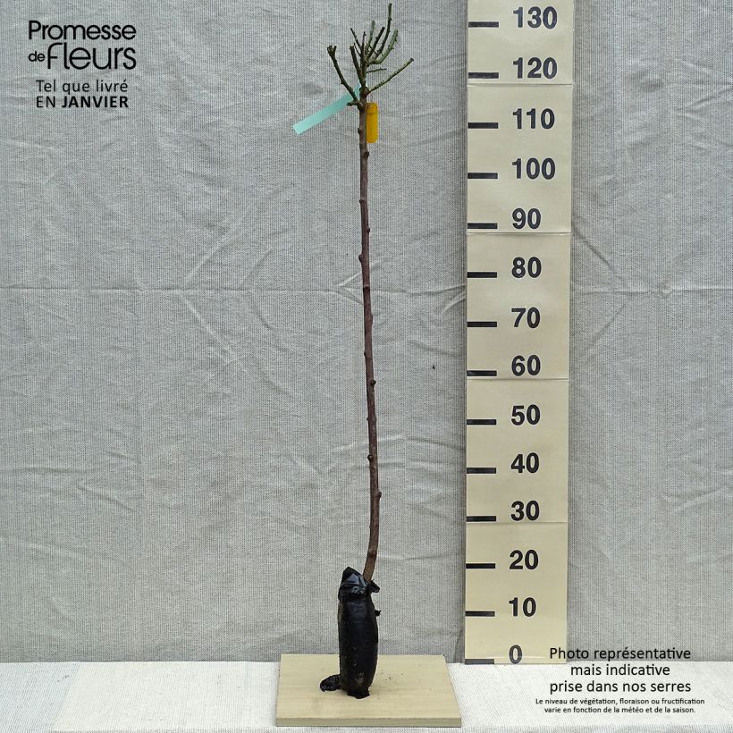 Example of Rosier tige hybride de Thé Nostalgie Racines nues en motte, Tige, Tige de 90/120 as you get in hiver