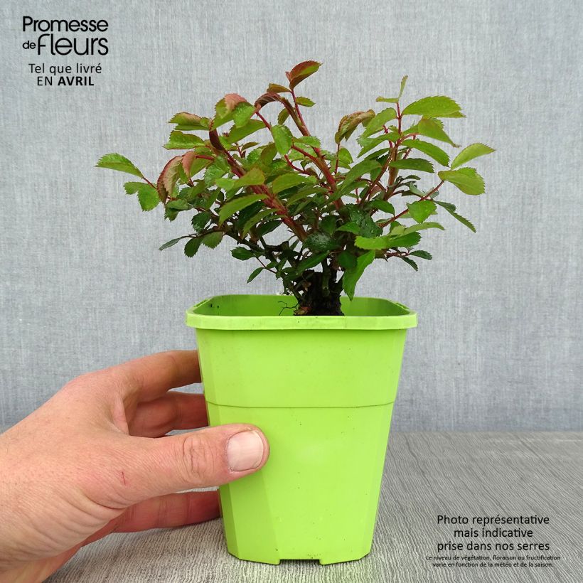 Example of Rosier Urban Streetlight Larissa Pot de 3L/4L as you get in printemps