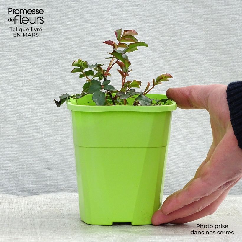 Spécimen de Rosier Urban Streetlight Phoenix Pot de 3L/4L tel que livré en hiver