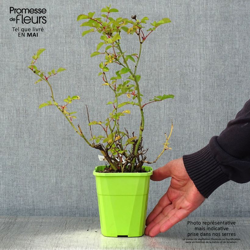 Example of Rosier Urban Streetlight Rekord Cubana Pot de 3L/4L as you get in printemps