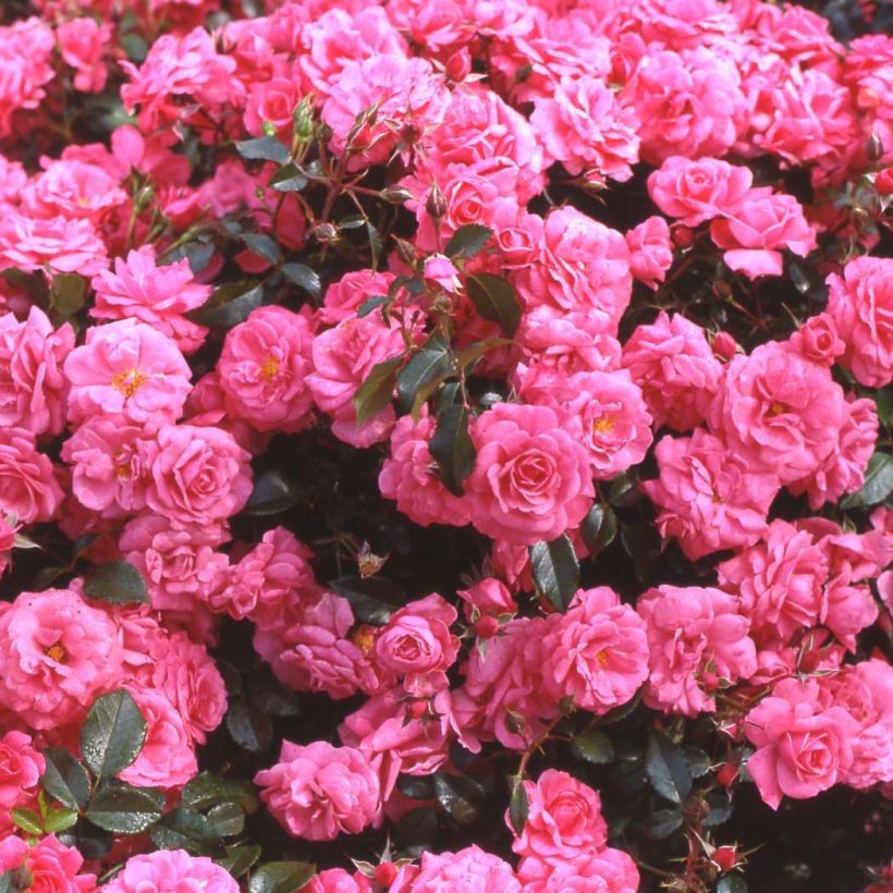 Rosier Urban Streetlight Rekord Pink Emely (Flowering)