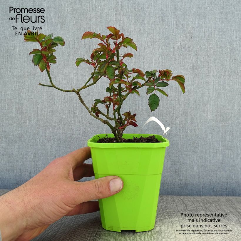 Example of Rosier Urban Streetlight Sommerabend Pot de 3L/4L as you get in printemps