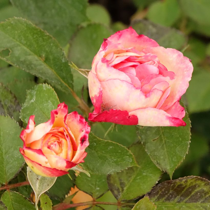 Rosier à fleurs groupées Aline Mayrisch Rose (Floraison)