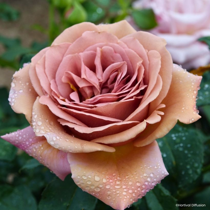 Rosier à fleurs groupées Koko Loko (Flowering)