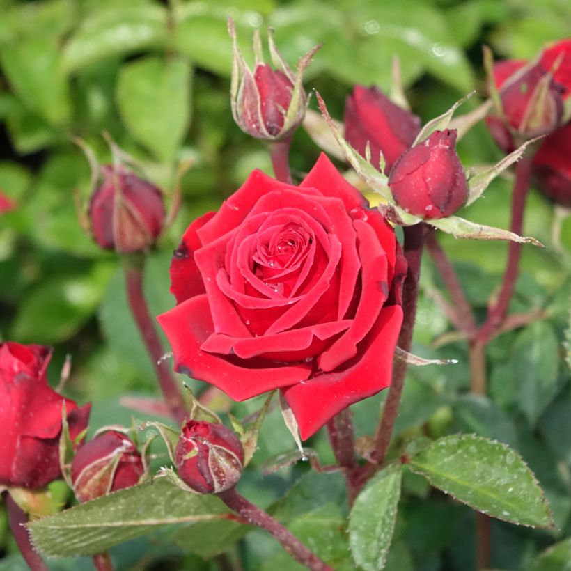 Rosier à fleurs groupées Niccolò Paganini (Floraison)