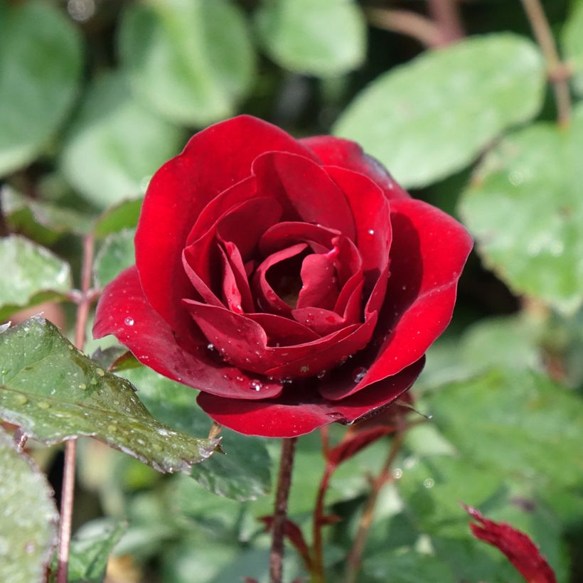 Rosier à fleurs groupées Rose du CICR® (Floraison)