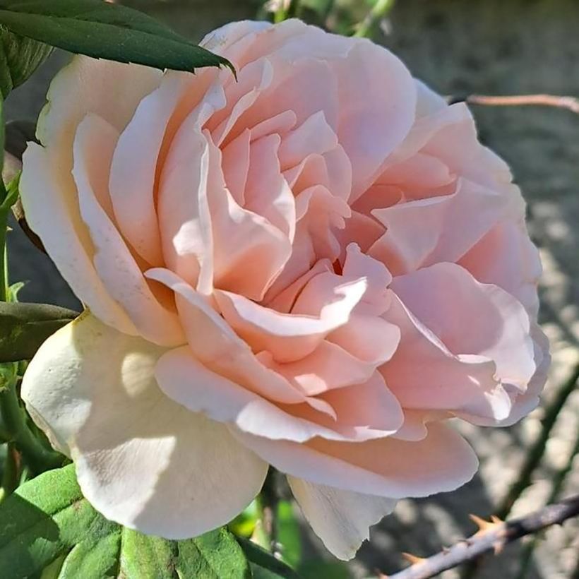 Rosier à grandes fleurs Donatella (Floraison)