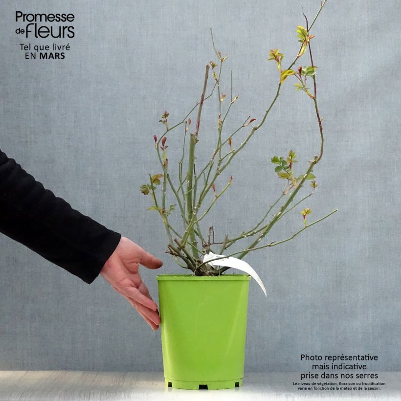 Example of Rosier à fleurs groupées Alain Pot de 4L/5L as you get in printemps