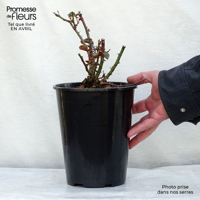 Example of Rosier à fleurs groupées Amber Queen Pot de 2L/3L as you get in printemps