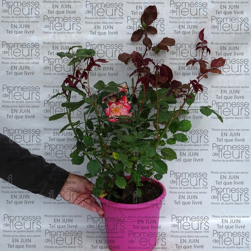 Example of Rosier à fleurs groupées Betty Boop Pot de 4L/5L as you get