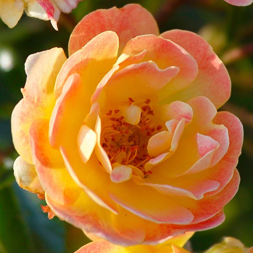 Rosier Bees Paradise Fruity (Flowering)