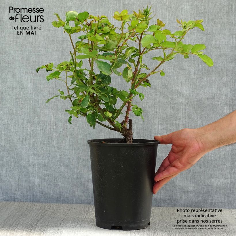 Spécimen de Rosier à fleurs groupées Blue Eyes Pot de 4L/5L tel que livré au printemps