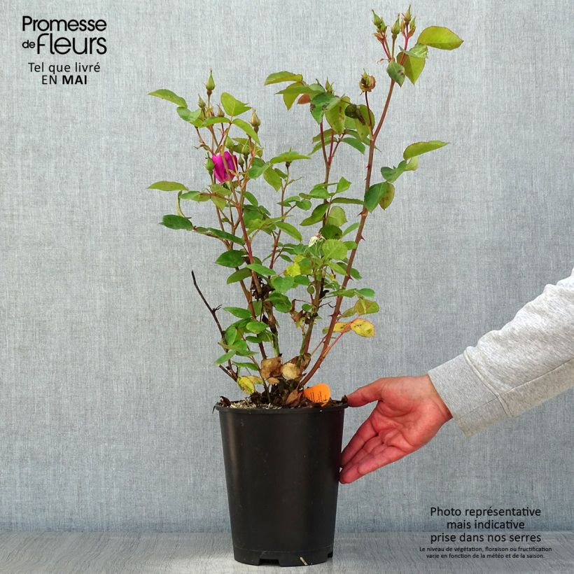 Example of Rosier à fleurs groupées Bluebell Pot de 4L/5L as you get in printemps