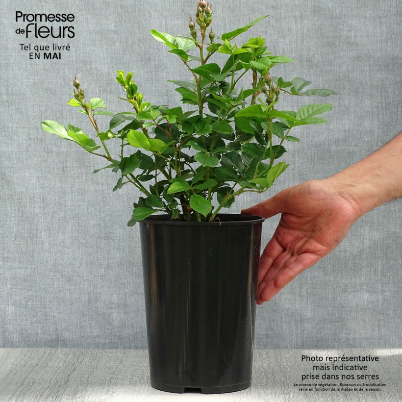 Spécimen de Rosier à fleurs groupées Bouquet Parfait Pot de 4L/5L tel que livré au printemps
