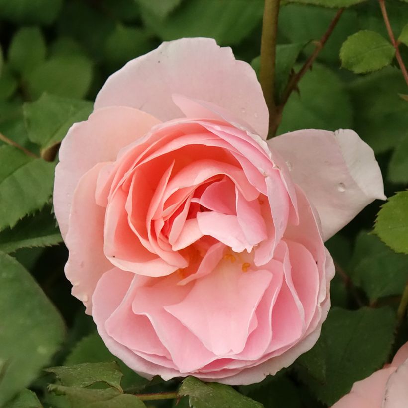 Rosier à fleurs groupées Caroline's Heart (Flowering)