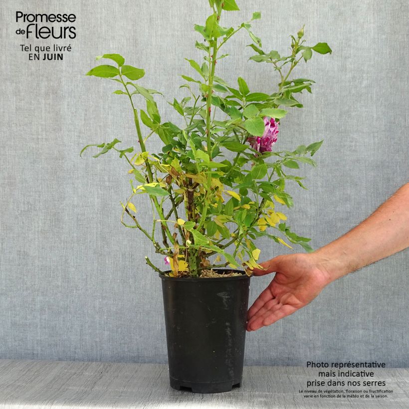 Example of Rosier à fleurs groupées Fizzy Lady Pot de 4L/5L as you get in printemps