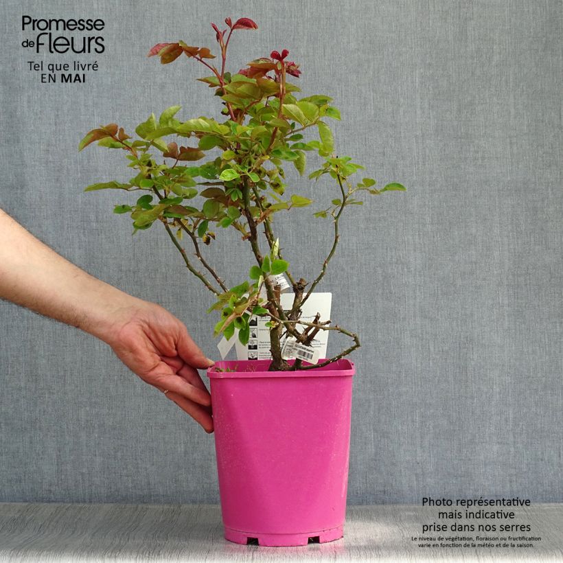 Example of Rosier à fleurs groupées Folle Courtisane Pot de 4L/5L as you get in printemps
