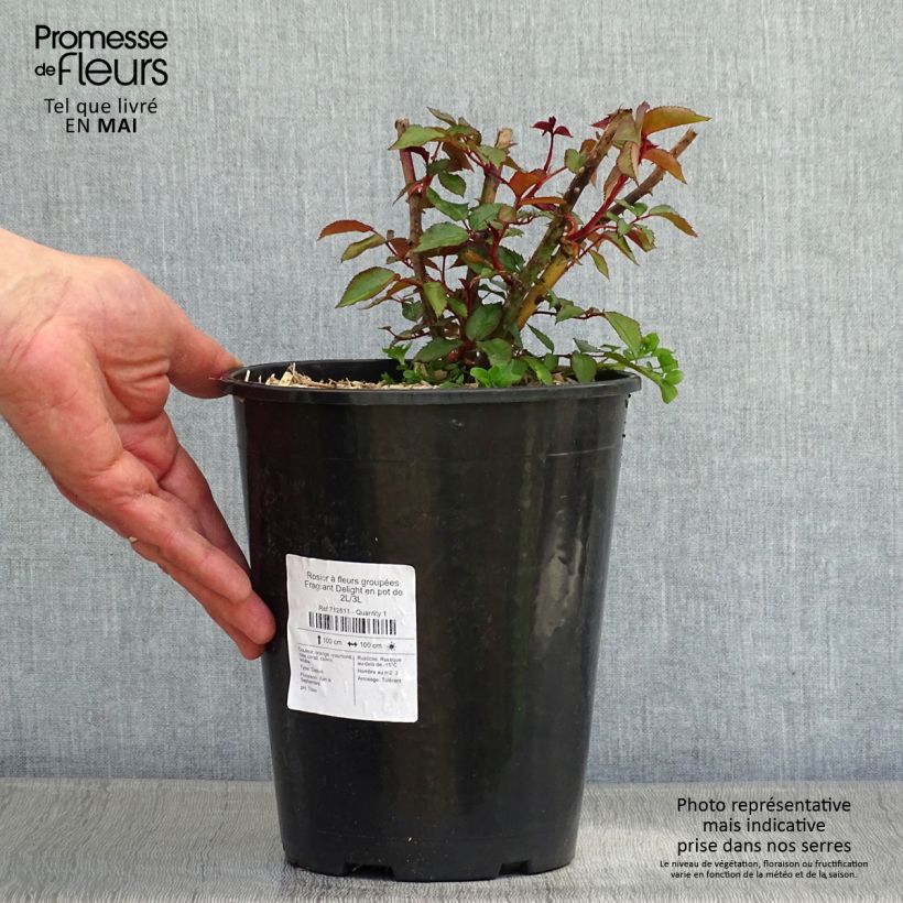 Example of Rosier à fleurs groupées Fragrant Delight Pot de 2L/3L as you get in printemps