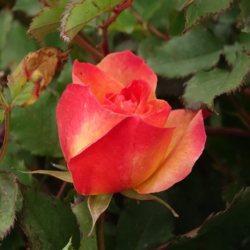 Rosier à fleurs groupées Hedge Charmers - LandLust (Flowering)