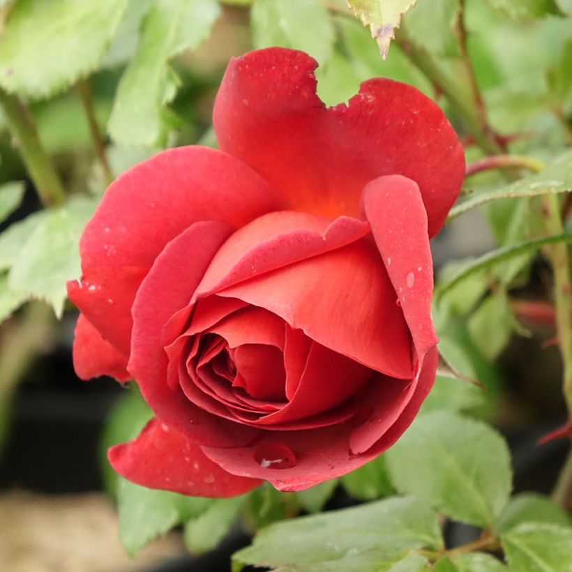 Rosier à fleurs groupées Hot Cocoa ®  (Flowering)