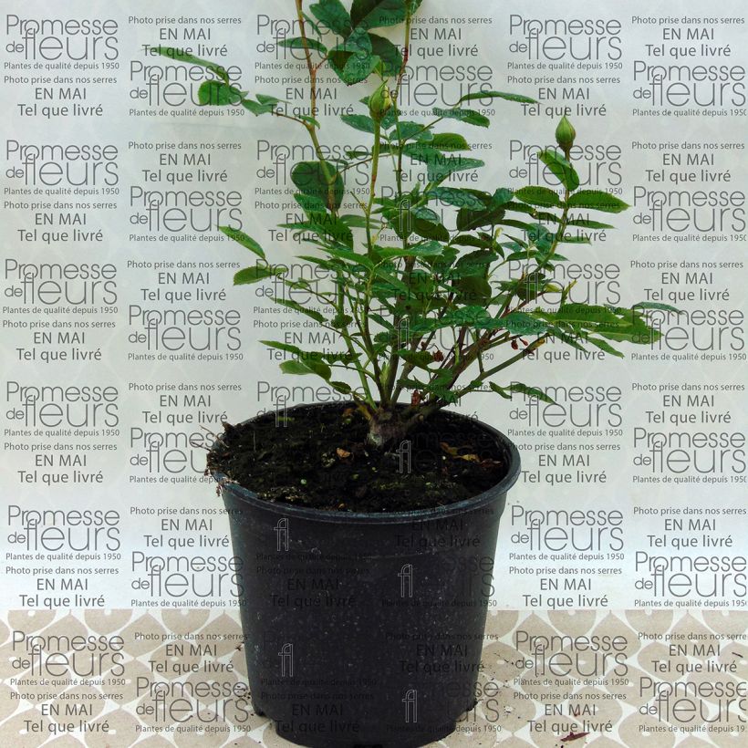 Example of Rosier à fleurs groupées Irene of Denmark Pot de 2L/3L as you get