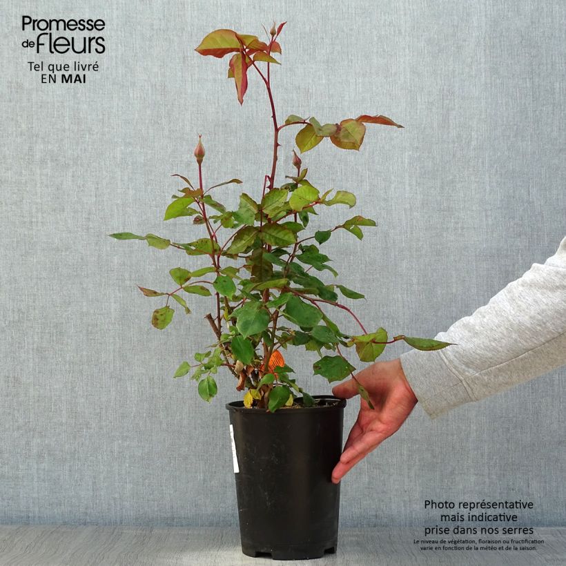 Example of Rosier à fleurs groupées Jazz Festival Pot de 4L/5L as you get in printemps