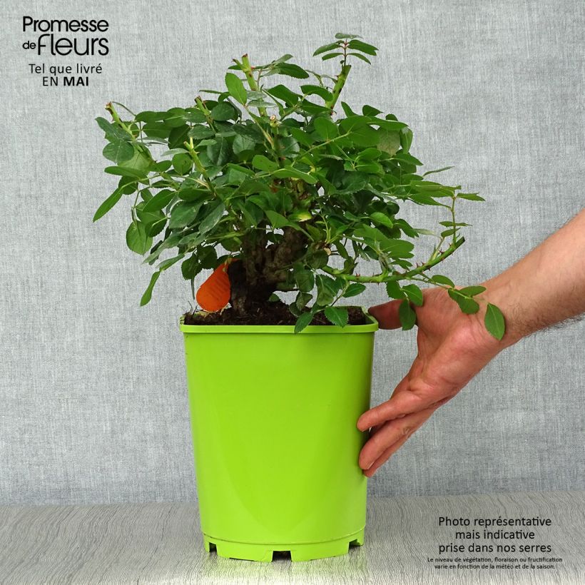 Example of Rosier à fleurs groupées Leonardo da Vinci Pot de 4L/5L as you get in printemps