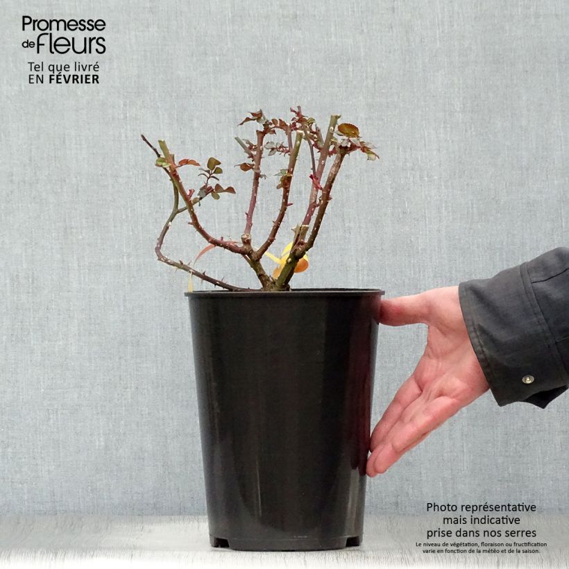 Spécimen de Rosier à fleurs groupées Leonardo da Vinci Pot de 2L/3L tel que livré en hiver