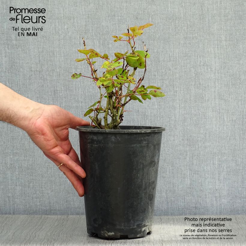 Example of Rosier à fleurs groupées Lili Marleen Pot de 4L/5L as you get in printemps