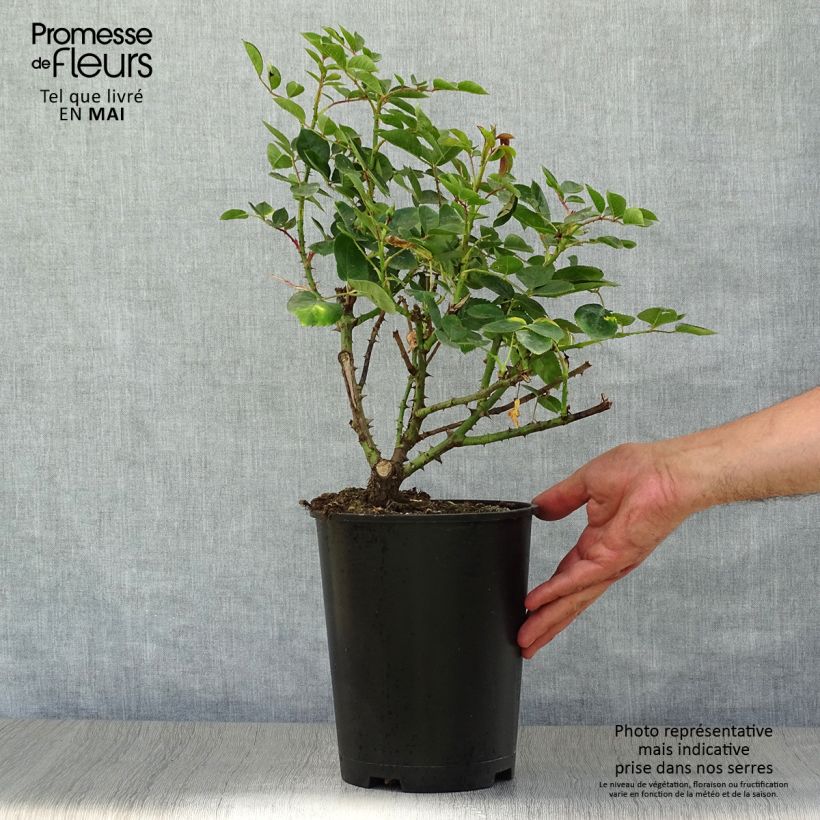 Spécimen de Rosier à fleurs groupées Love Song Pot de 4L/5L tel que livré au printemps
