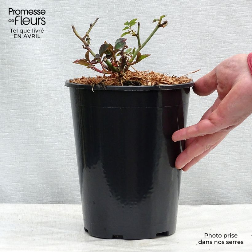 Example of Rosier à fleurs groupées Margaret Merril Pot de 2L/3L as you get in printemps