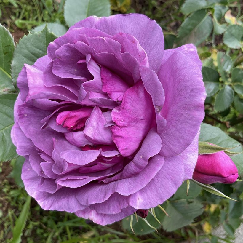 Rosier à fleurs groupées Minerva (Flowering)