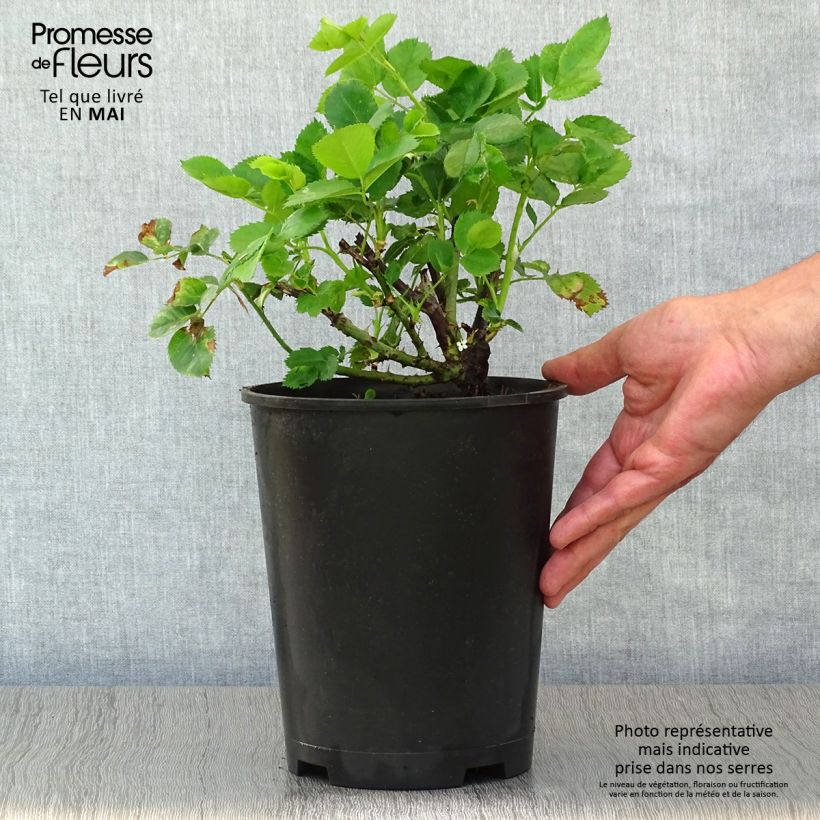 Example of Rosier à fleurs groupées Minerva Pot de 3L/4L as you get in printemps