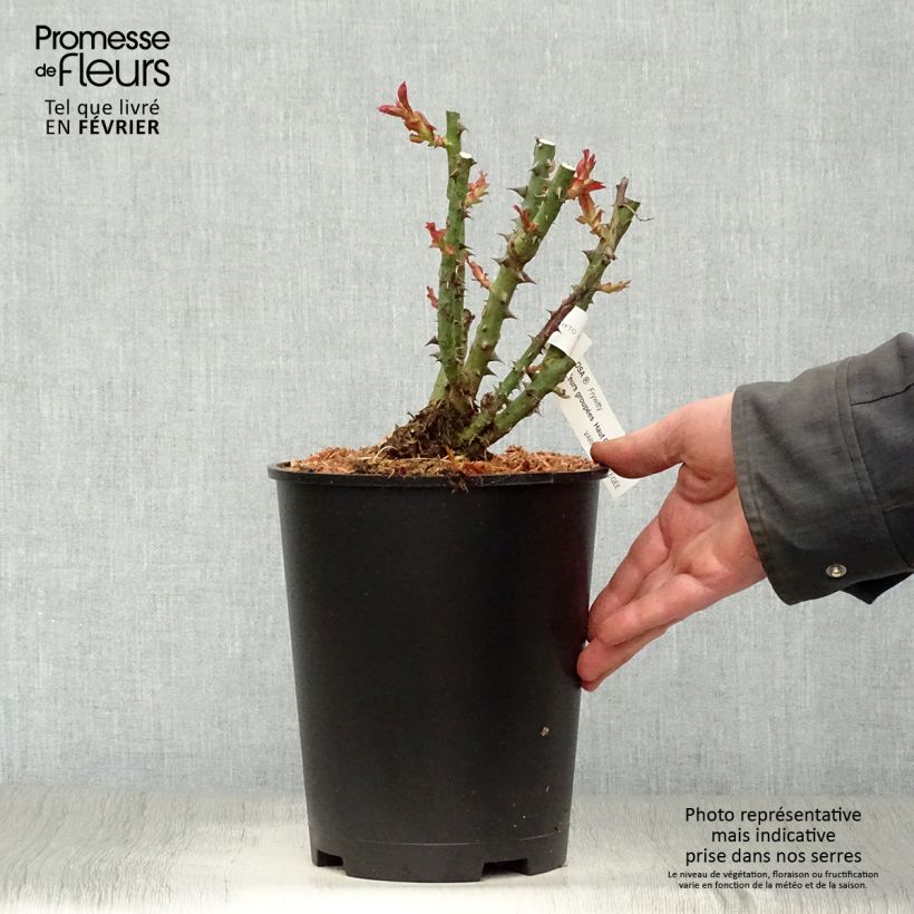 Spécimen de Rosier à fleurs groupées Mokarosa Pot de 4L/5L tel que livré en hiver