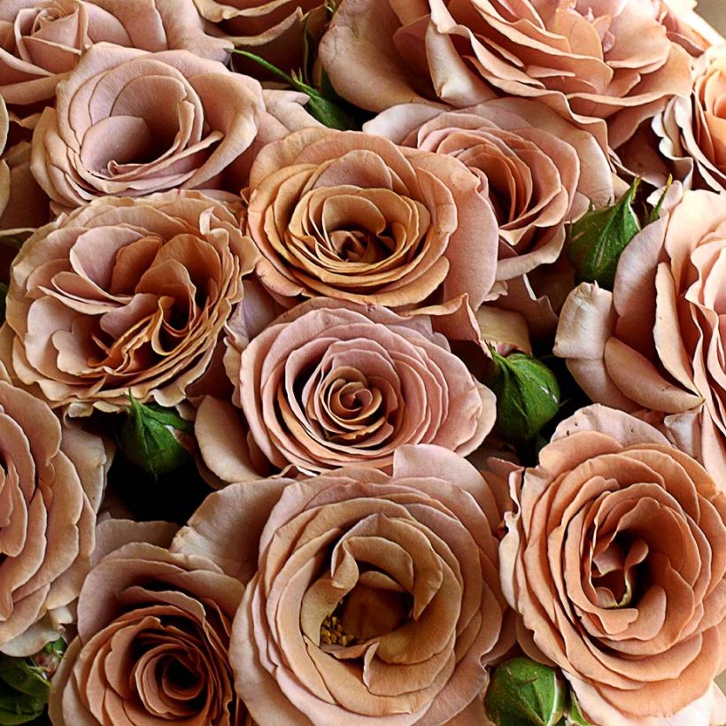 Rosier à fleurs groupées Mokarosa (Flowering)